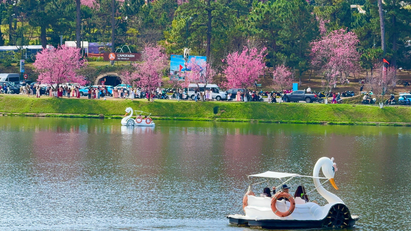 Hơn 20.000 người d&ugrave;ng bản đồ số ngắm hoa mai anh đ&agrave;o Đ&agrave; Lạt- Ảnh 1.