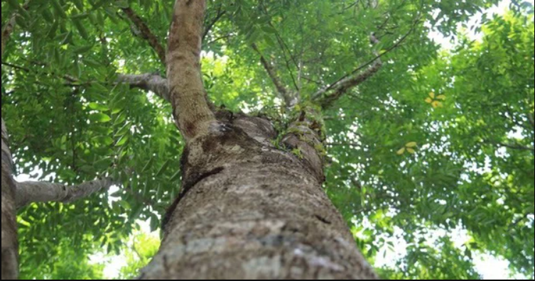 Loại gỗ qu&yacute; từng được v&iacute; 