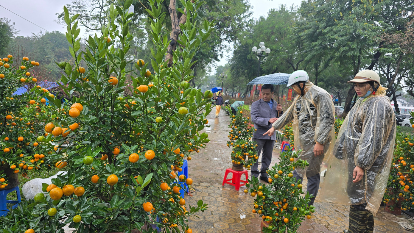 Cận Tết, phố bớt c&acirc;y cảnh tr&agrave;n đường, chợ hoa H&agrave; Nội vẫn vắng kh&aacute;ch- Ảnh 5.