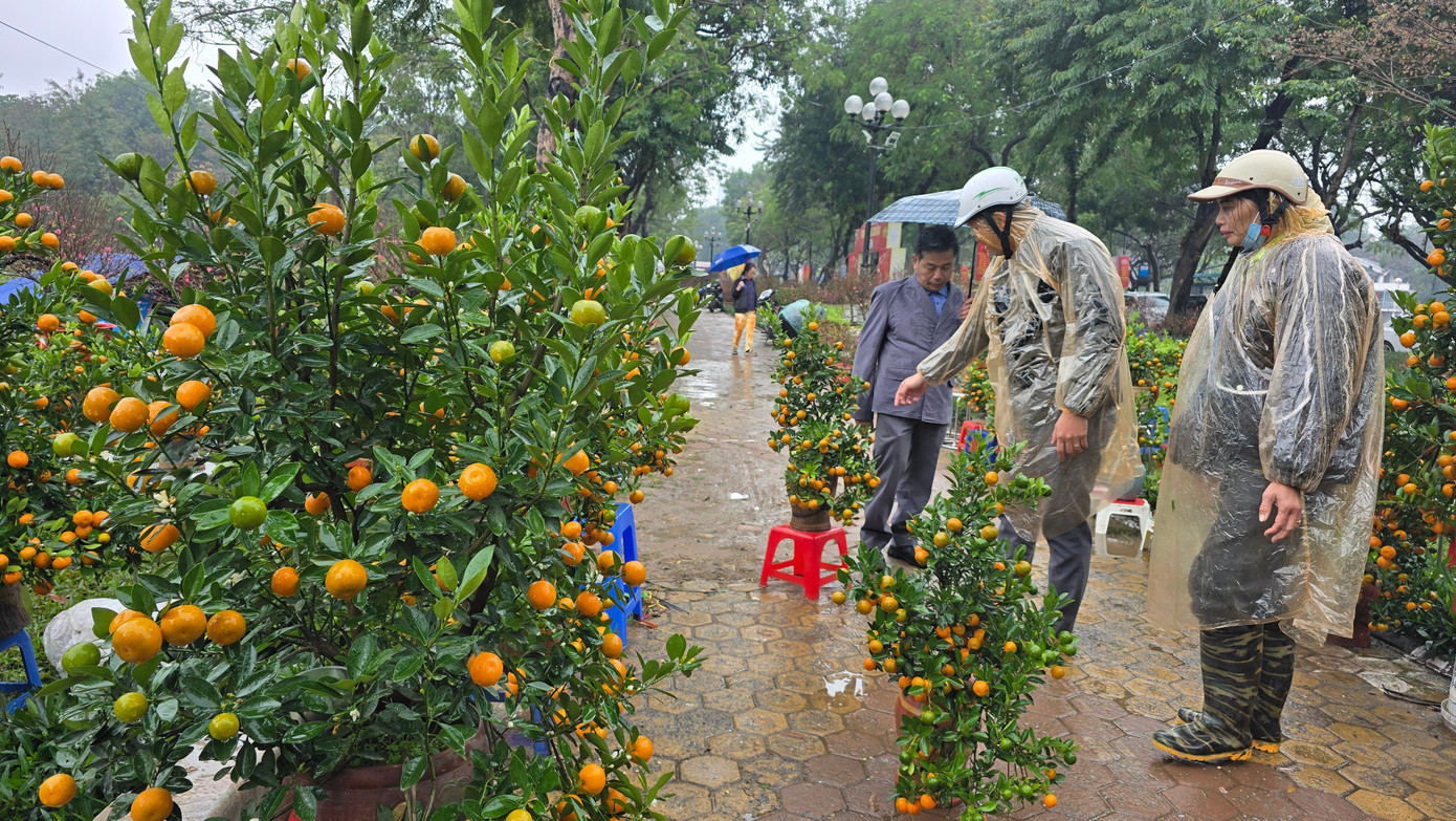 Cận Tết, phố bớt c&acirc;y cảnh tr&agrave;n đường, chợ hoa H&agrave; Nội vẫn vắng kh&aacute;ch- Ảnh 2.