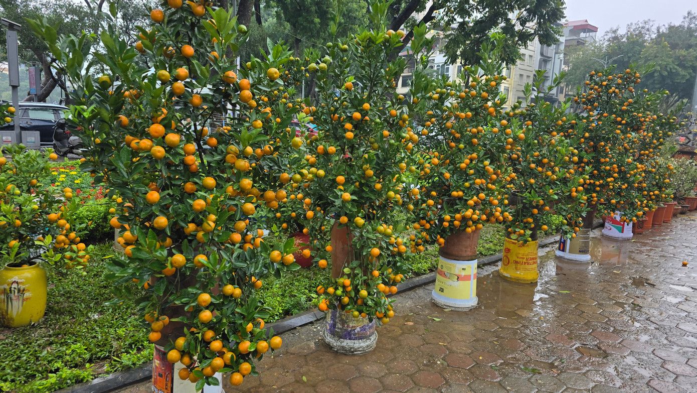 Cận Tết, phố bớt c&acirc;y cảnh tr&agrave;n đường, chợ hoa H&agrave; Nội vẫn vắng kh&aacute;ch- Ảnh 4.