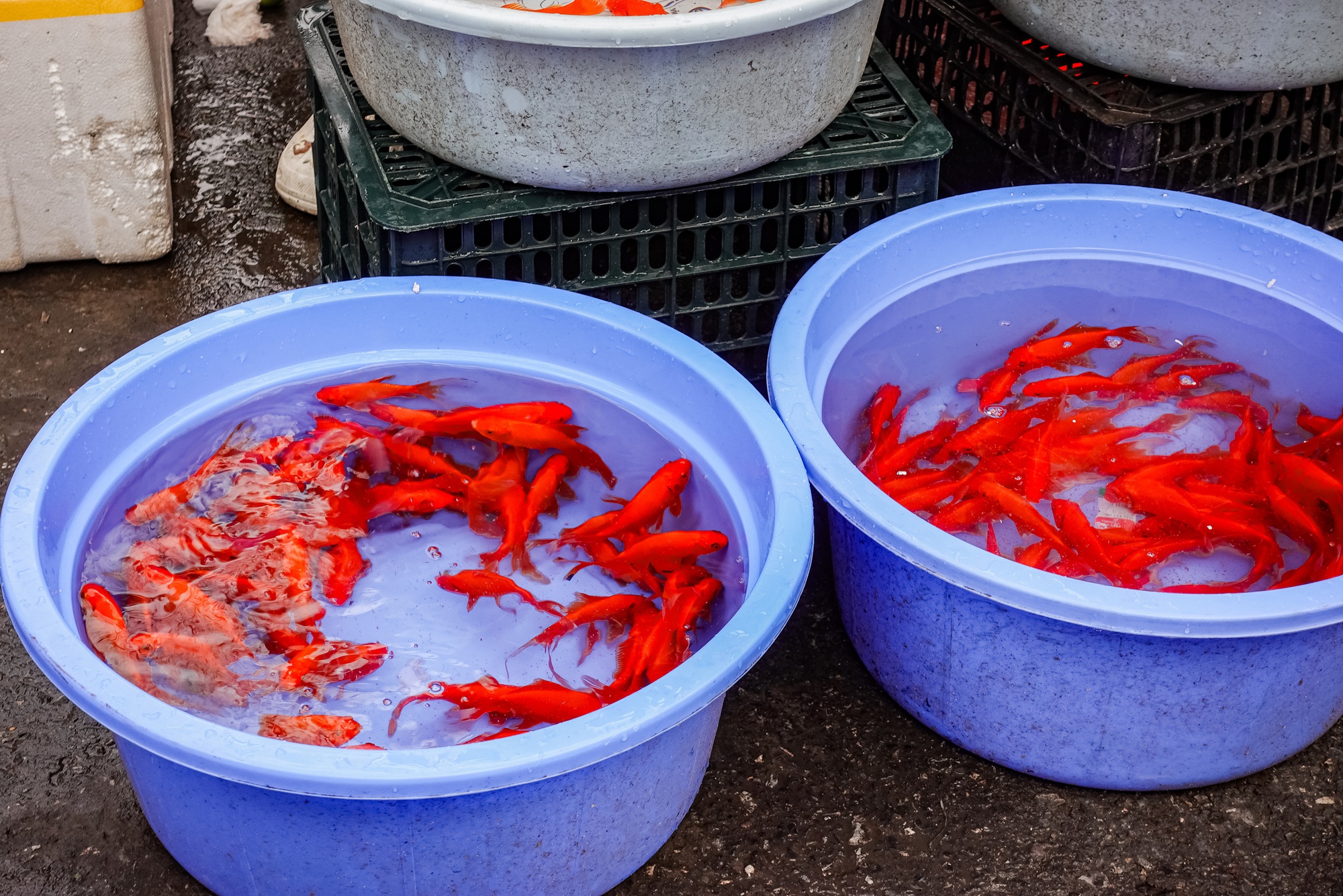 G&agrave; luộc 1 triệu/con vẫn đổ x&ocirc; mua - đ&acirc;y l&agrave; khu chợ hot nhất H&agrave; Nội h&ocirc;m nay!- Ảnh 18.