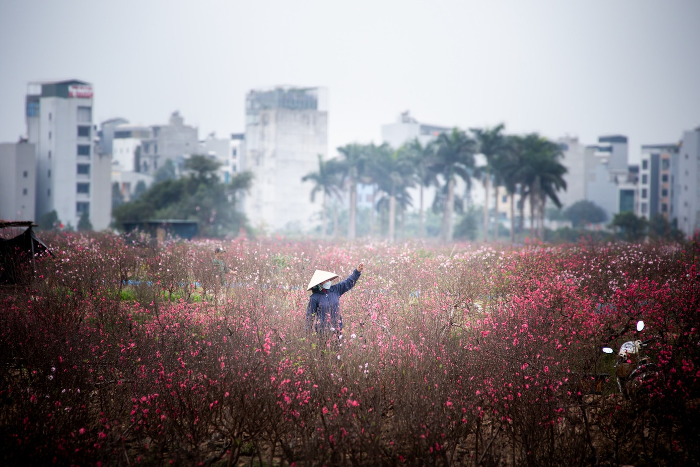 Thời tiết 'ép' đào nở sớm, nhà vườn xả hàng gỡ vốn như chiều 30 Tết- Ảnh 1.