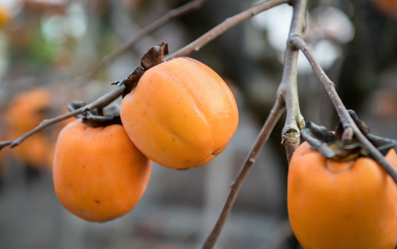 ‘Báu vật’ giữa vườn hồng cổ được trả nửa tỷ nhưng chủ không bán- Ảnh 5.