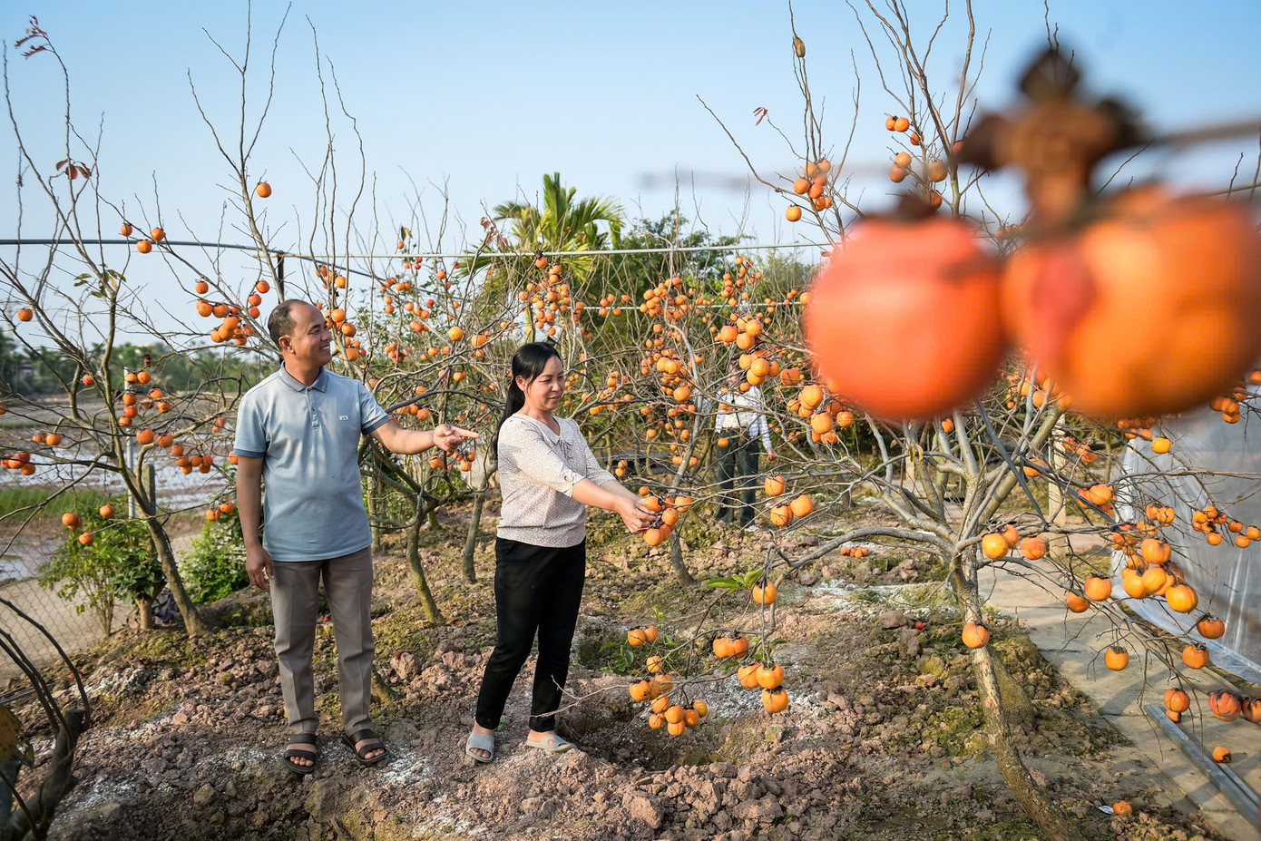 ‘Báu vật’ giữa vườn hồng cổ được trả nửa tỷ nhưng chủ không bán- Ảnh 6.