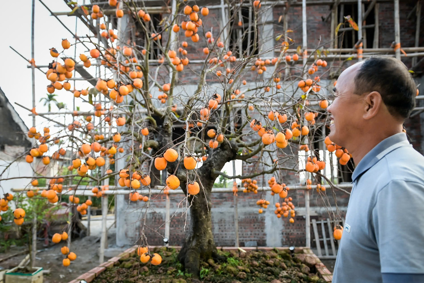 ‘Báu vật’ giữa vườn hồng cổ được trả nửa tỷ nhưng chủ không bán- Ảnh 4.