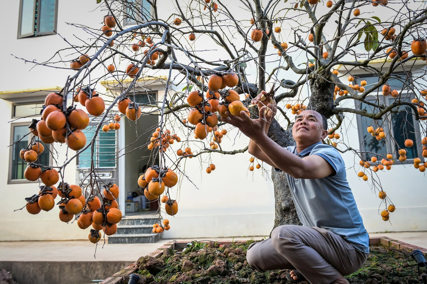 ‘Báu vật’ giữa vườn hồng cổ được trả nửa tỷ nhưng chủ không bán- Ảnh 1.