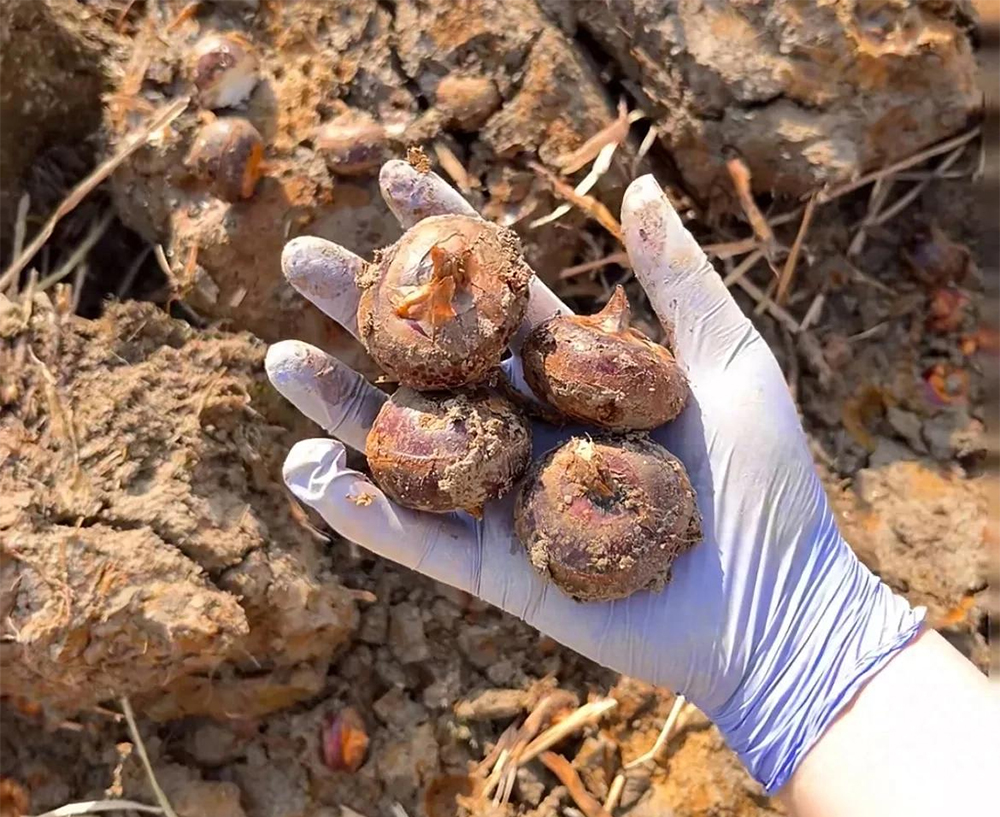 Thứ này ăn sống thì giải độc, nấu chín thì bổ phổi: Ngoài chợ sẵn nhiều giá chỉ vài nghìn mua đủ 1 bữa- Ảnh 2.