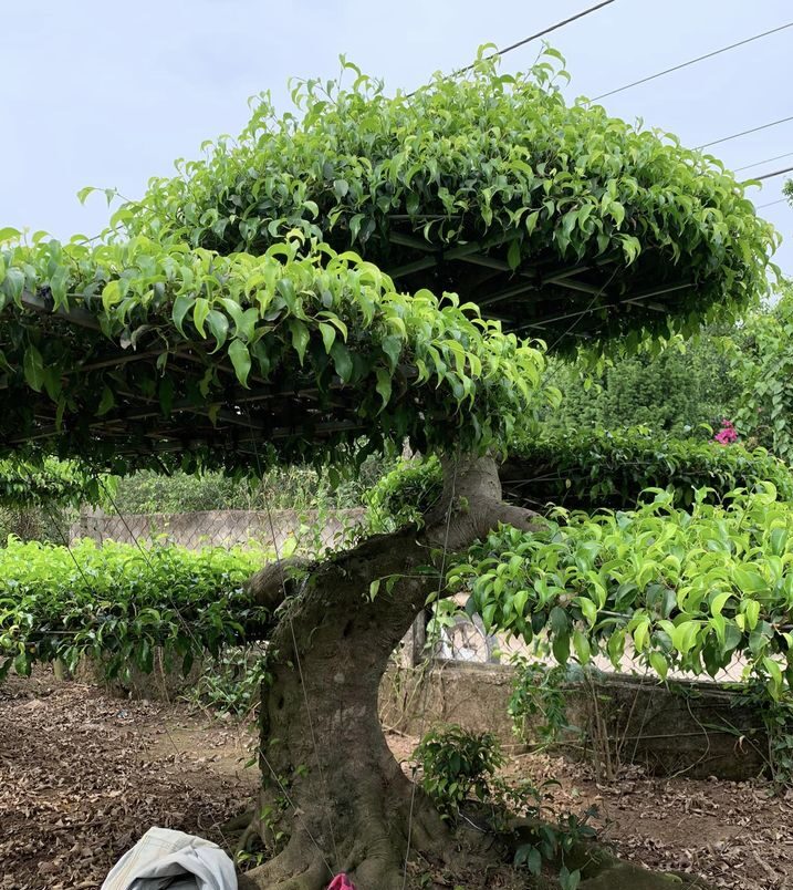 3 loại c&acirc;y l&agrave; "b&aacute;u vật", trồng trong vườn gi&uacute;p trấn trạch, giữ nh&agrave; qua nhiều thế hệ- Ảnh 1.