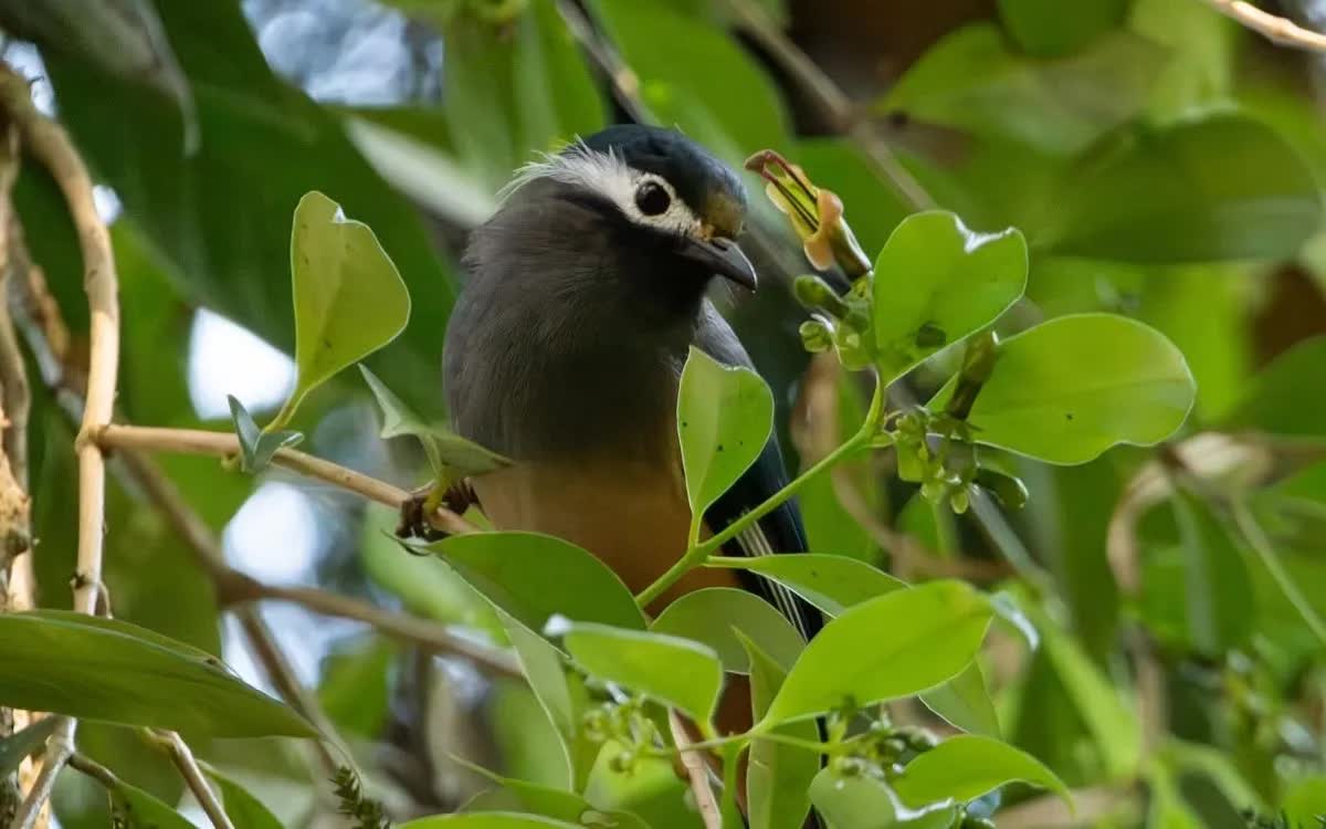 Chim white-eared sibia thụ phấn cho hoa Aeschynanthus acuminatus m&agrave;u xanh v&agrave;ng tại Đ&agrave;i Loan (Trung Quốc) (Ảnh: Jing-Yi Lu)