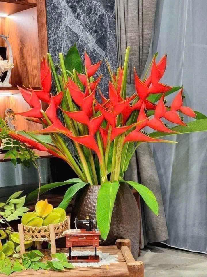 Chuối &eacute;n đỏ được mệnh danh&nbsp;"bảo bối" phong thủy năm Hỏa: Đẹp ma mị, bền cả th&aacute;ng, rước lộc "tiền đồ như gấm", ai nh&igrave;n cũng khen tấm tắc- Ảnh 16.