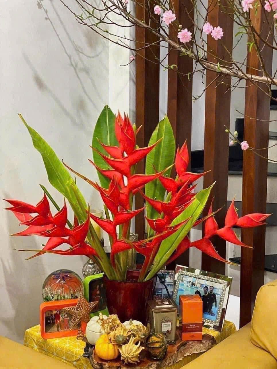 Chuối &eacute;n đỏ được mệnh danh&nbsp;"bảo bối" phong thủy năm Hỏa: Đẹp ma mị, bền cả th&aacute;ng, rước lộc "tiền đồ như gấm", ai nh&igrave;n cũng khen tấm tắc- Ảnh 15.