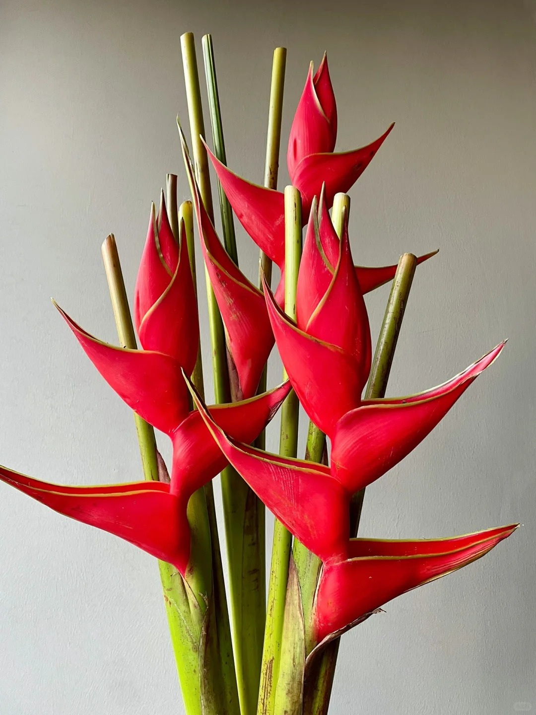 Chuối &eacute;n đỏ được mệnh danh&nbsp;"bảo bối" phong thủy năm Hỏa: Đẹp ma mị, bền cả th&aacute;ng, rước lộc "tiền đồ như gấm", ai nh&igrave;n cũng khen tấm tắc- Ảnh 10.