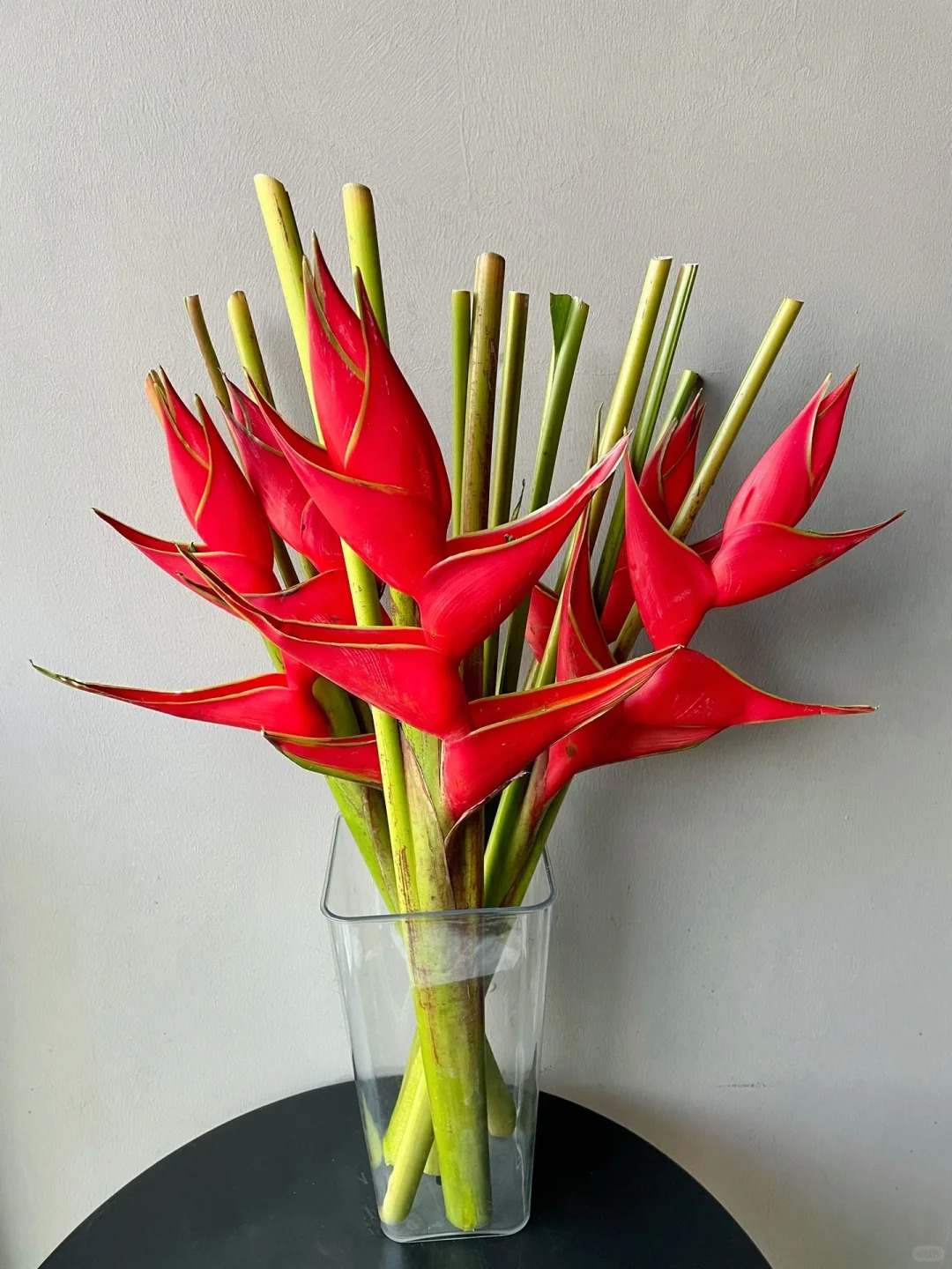 Chuối &eacute;n đỏ được mệnh danh&nbsp;"bảo bối" phong thủy năm Hỏa: Đẹp ma mị, bền cả th&aacute;ng, rước lộc "tiền đồ như gấm", ai nh&igrave;n cũng khen tấm tắc- Ảnh 11.