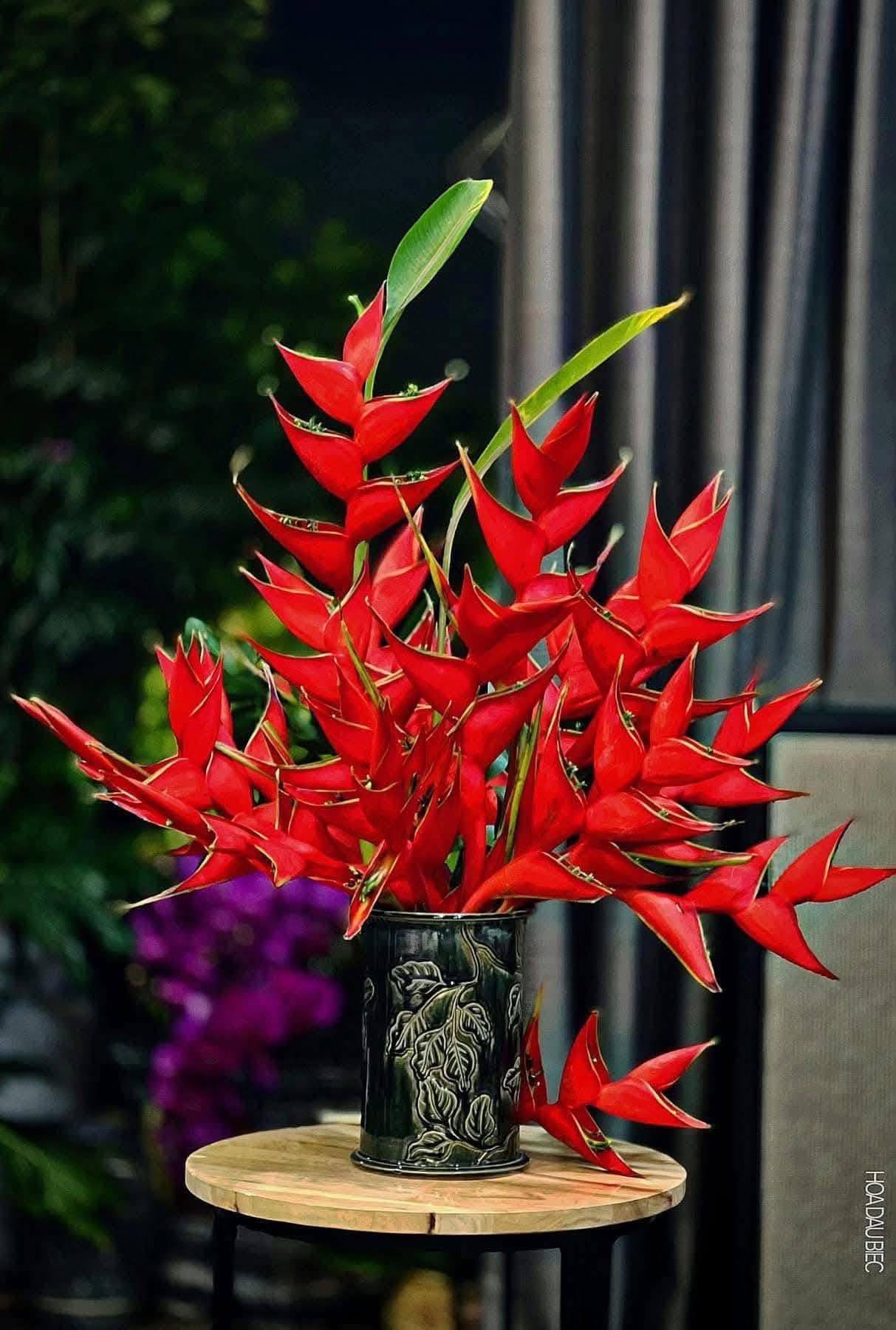 Chuối &eacute;n đỏ được mệnh danh&nbsp;"bảo bối" phong thủy năm Hỏa: Đẹp ma mị, bền cả th&aacute;ng, rước lộc "tiền đồ như gấm", ai nh&igrave;n cũng khen tấm tắc- Ảnh 8.