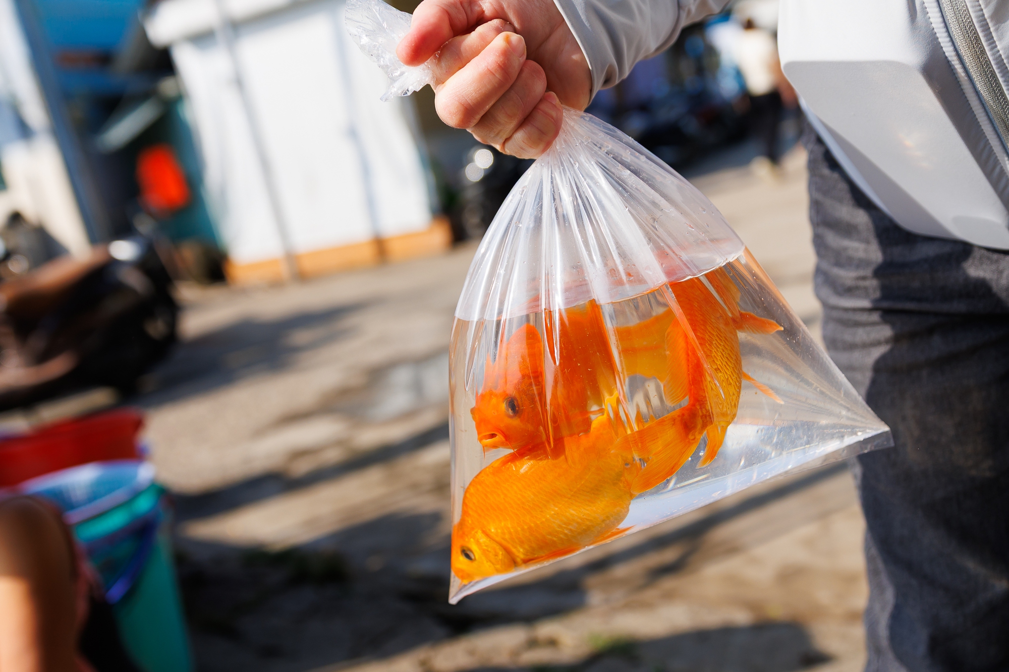 Mía chằng kín xe máy, cá chép đỏ rực bến sông: TP.HCM - Hà Nội rộn ràng tiễn ông Công ông Táo ngày 23 tháng Chạp- Ảnh 3.