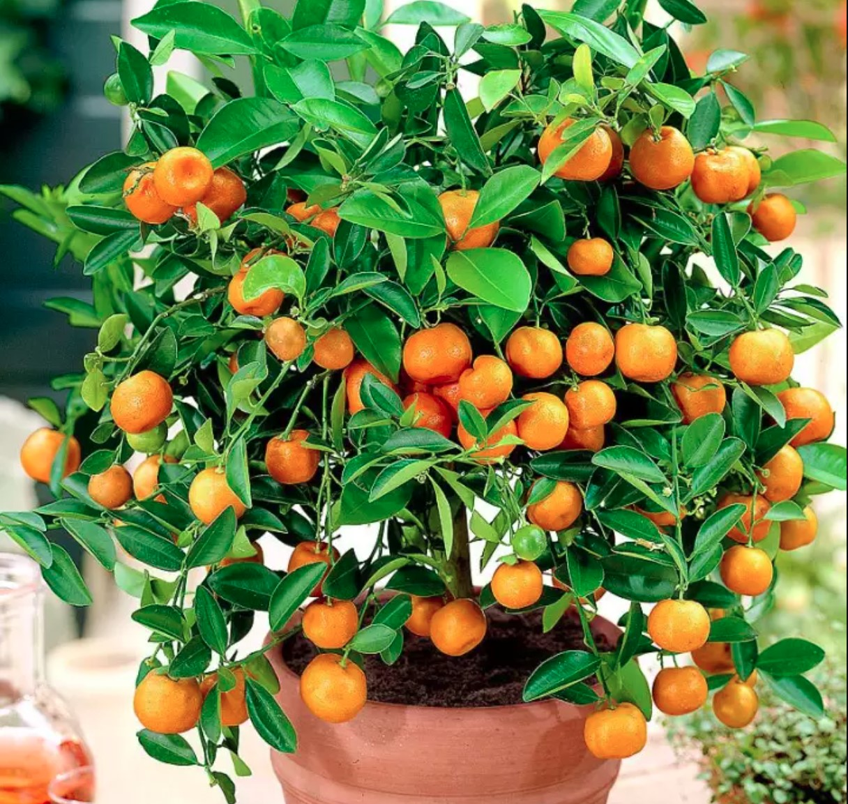 5 loại c&acirc;y nhất định phải c&oacute; trong nh&agrave; dịp Tết B&iacute;nh Ngọ- Ảnh 1.