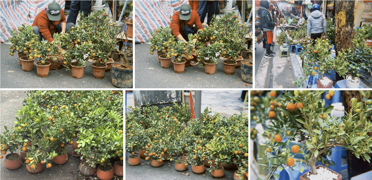 Chợ hoa cổ nhất H&agrave; Nội ng&agrave;y 23 th&aacute;ng Chạp: Quất chum, quất mini "chiếm s&oacute;ng", đ&agrave;o khủng vắng b&oacute;ng, người xem nhiều hơn người mua- Ảnh 4.