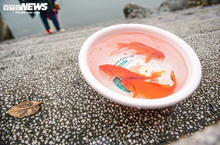 Thả c&aacute; ch&eacute;p Tết &ocirc;ng C&ocirc;ng &ocirc;ng T&aacute;o: Để c&aacute; được sống, kh&ocirc;ng phải để m&igrave;nh y&ecirc;n t&acirc;m- Ảnh 2.