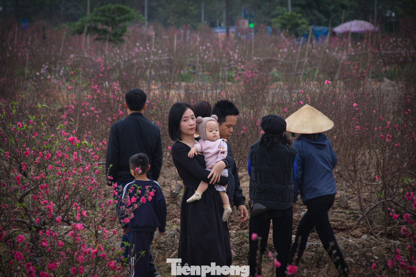 Thời tiết 'ép' đào nở sớm, nhà vườn xả hàng gỡ vốn như chiều 30 Tết- Ảnh 5.