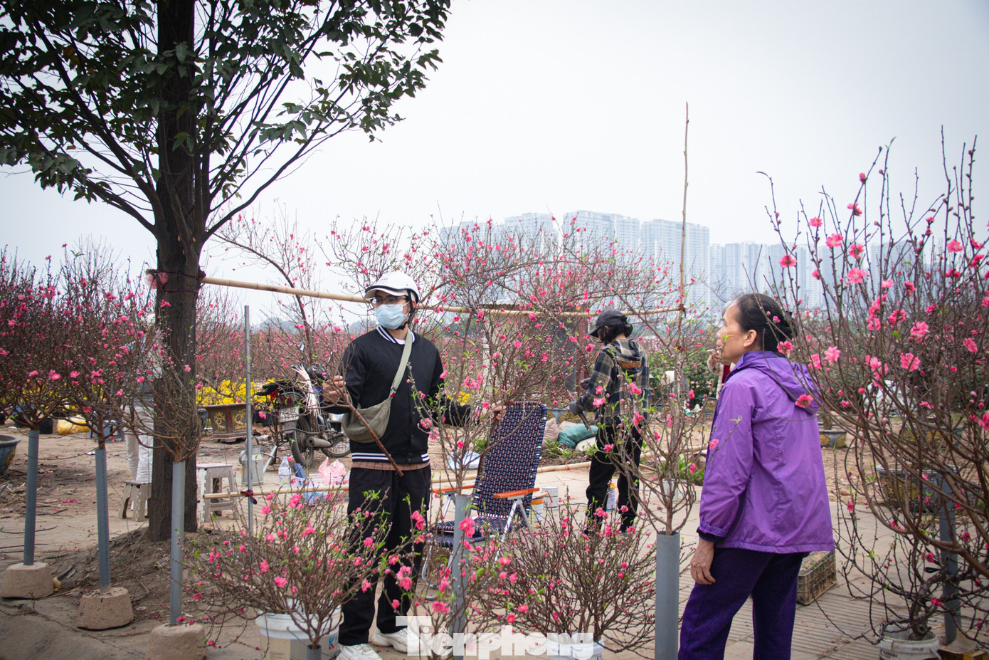 Thời tiết 'ép' đào nở sớm, nhà vườn xả hàng gỡ vốn như chiều 30 Tết- Ảnh 3.