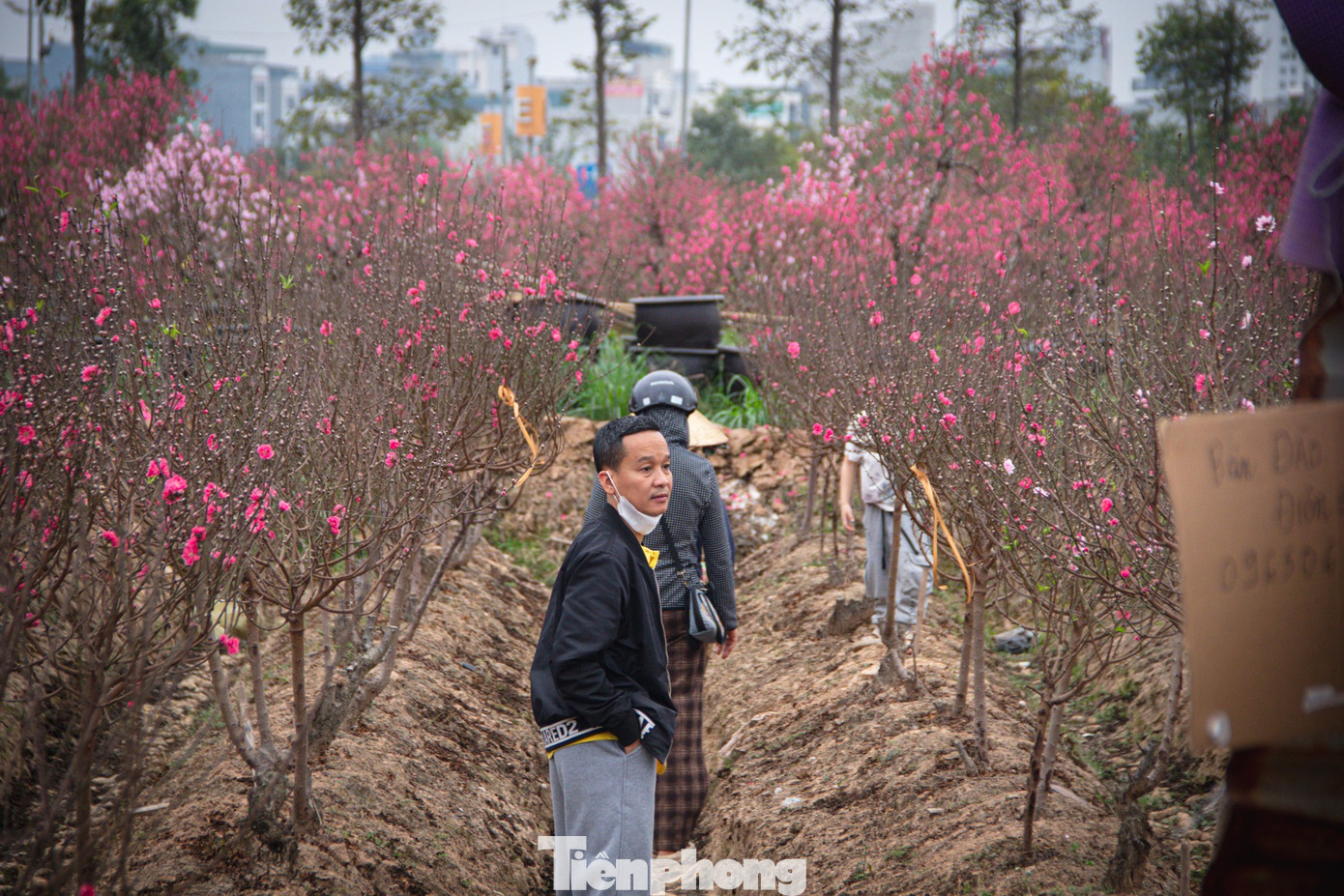 Thời tiết 'ép' đào nở sớm, nhà vườn xả hàng gỡ vốn như chiều 30 Tết- Ảnh 9.