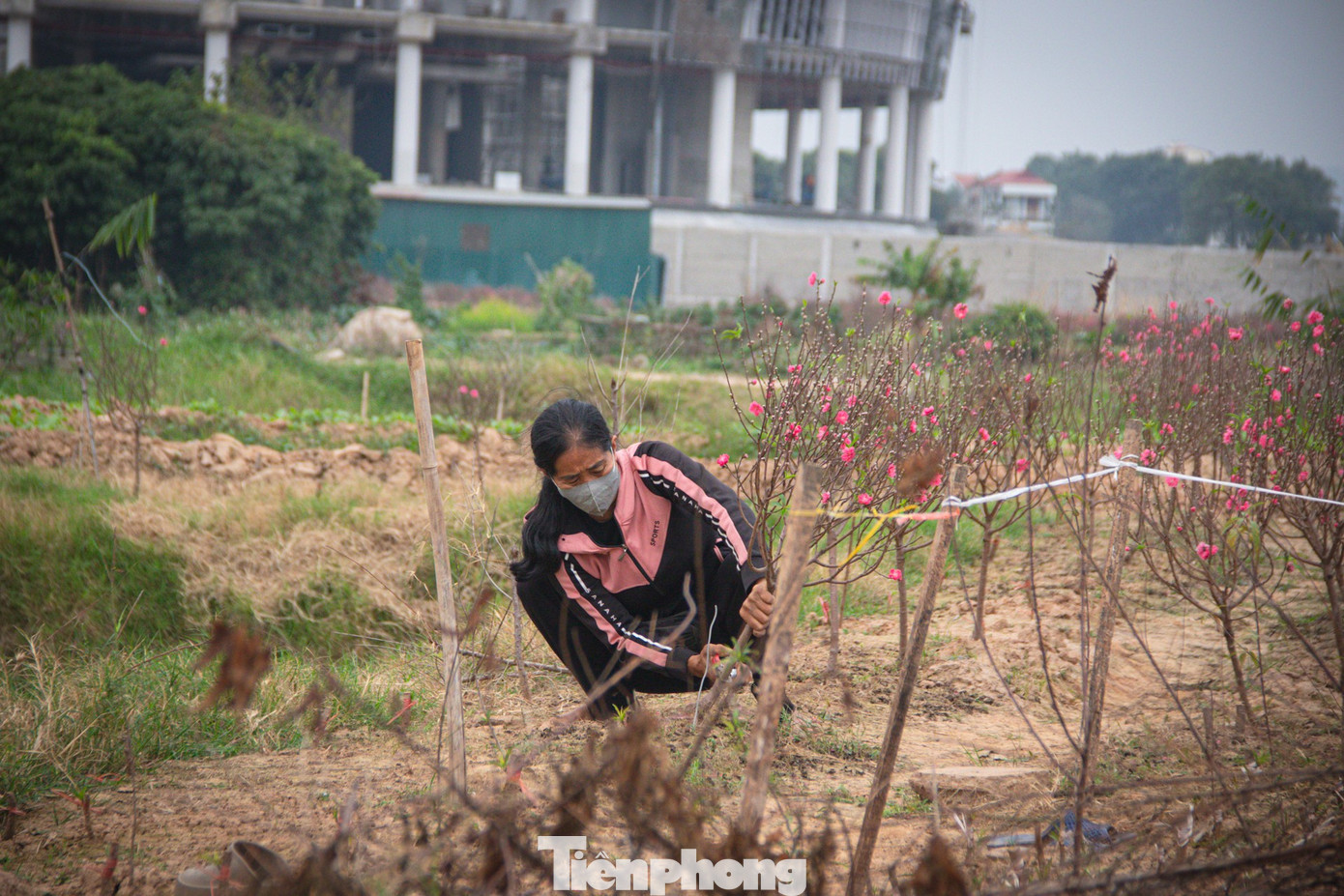 Thời tiết 'ép' đào nở sớm, nhà vườn xả hàng gỡ vốn như chiều 30 Tết- Ảnh 10.