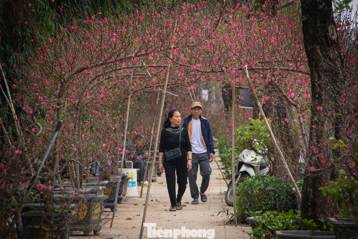 Thời tiết 'ép' đào nở sớm, nhà vườn xả hàng gỡ vốn như chiều 30 Tết- Ảnh 8.