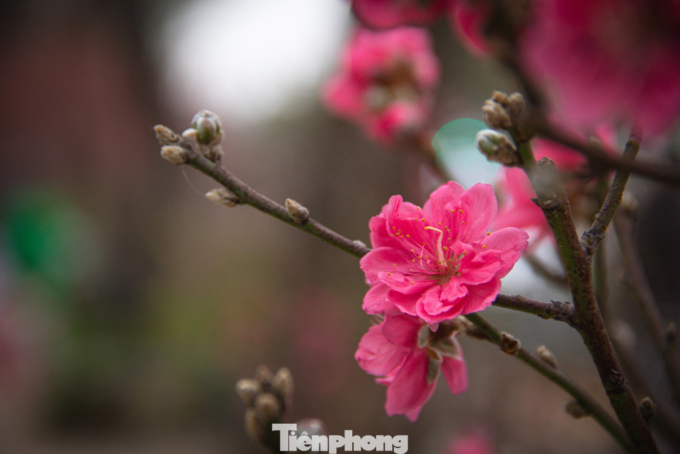 Thời tiết 'ép' đào nở sớm, nhà vườn xả hàng gỡ vốn như chiều 30 Tết- Ảnh 7.