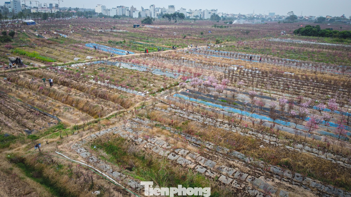 Thời tiết 'ép' đào nở sớm, nhà vườn xả hàng gỡ vốn như chiều 30 Tết- Ảnh 2.