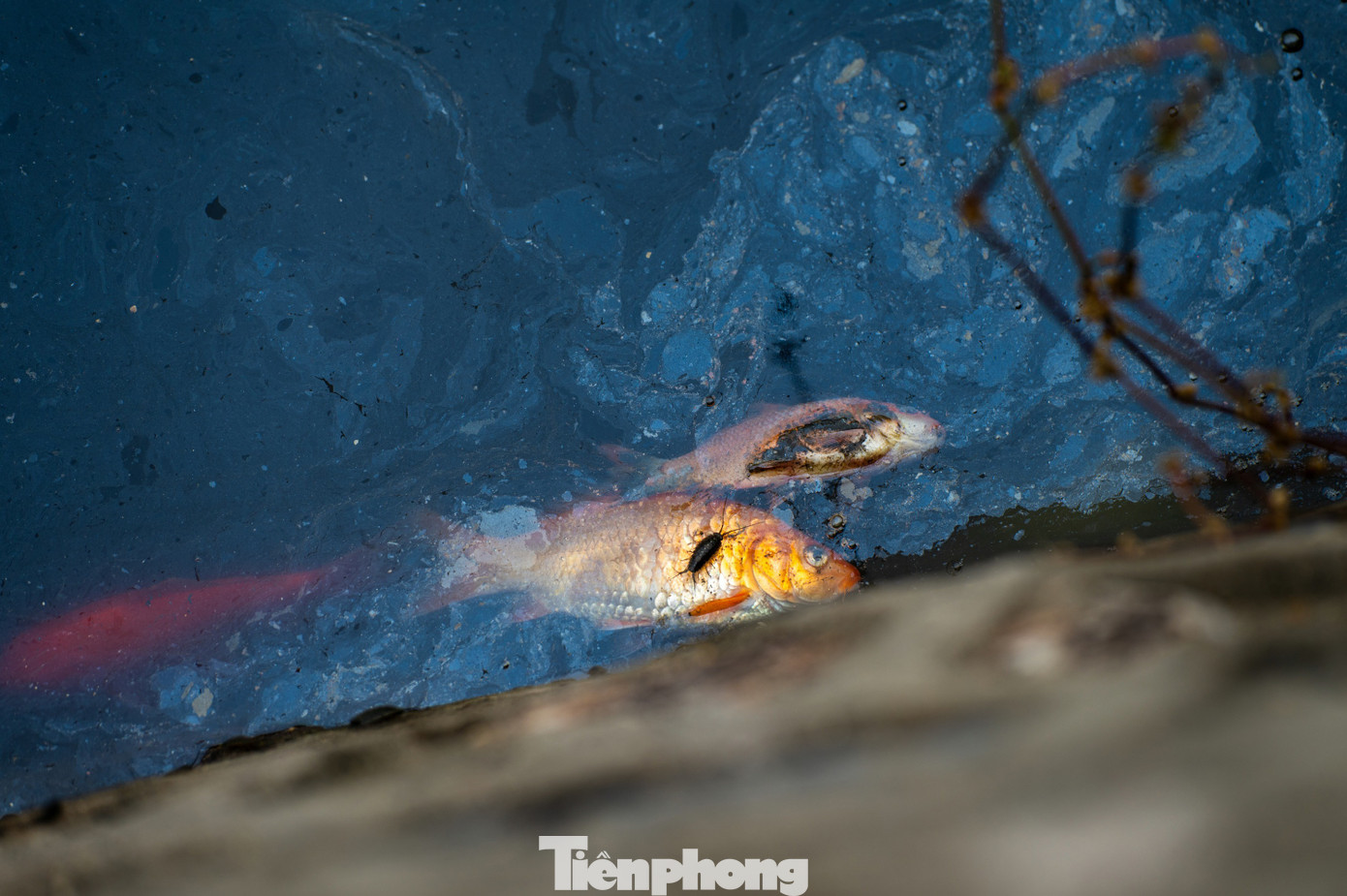 Hầu hết c&aacute; ch&eacute;p chết ngửa bụng sau 15 ph&uacute;t thả xuống hồ- Ảnh 5.