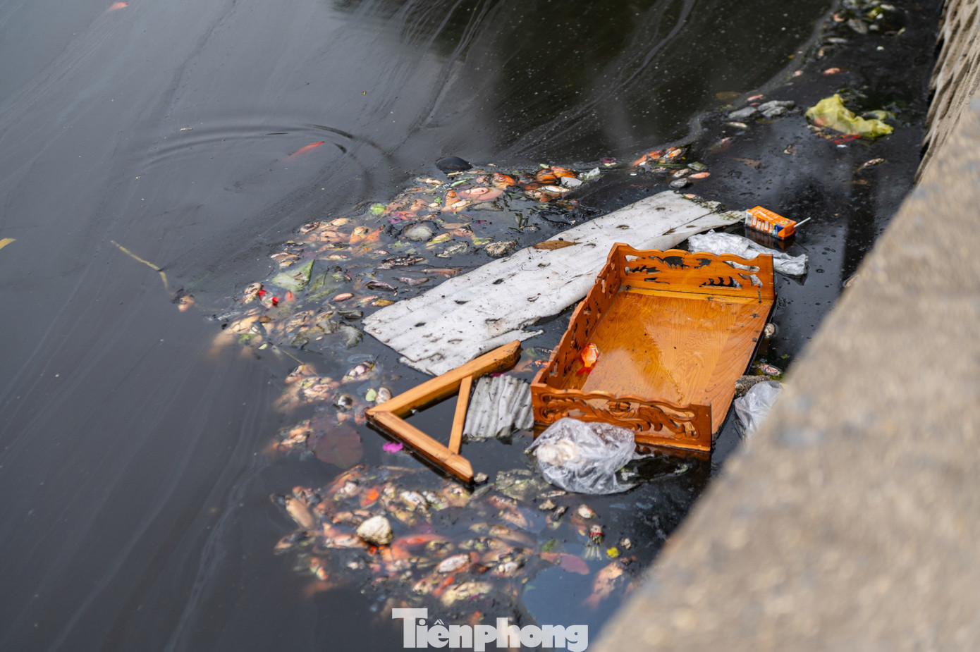 Hầu hết c&aacute; ch&eacute;p chết ngửa bụng sau 15 ph&uacute;t thả xuống hồ- Ảnh 7.