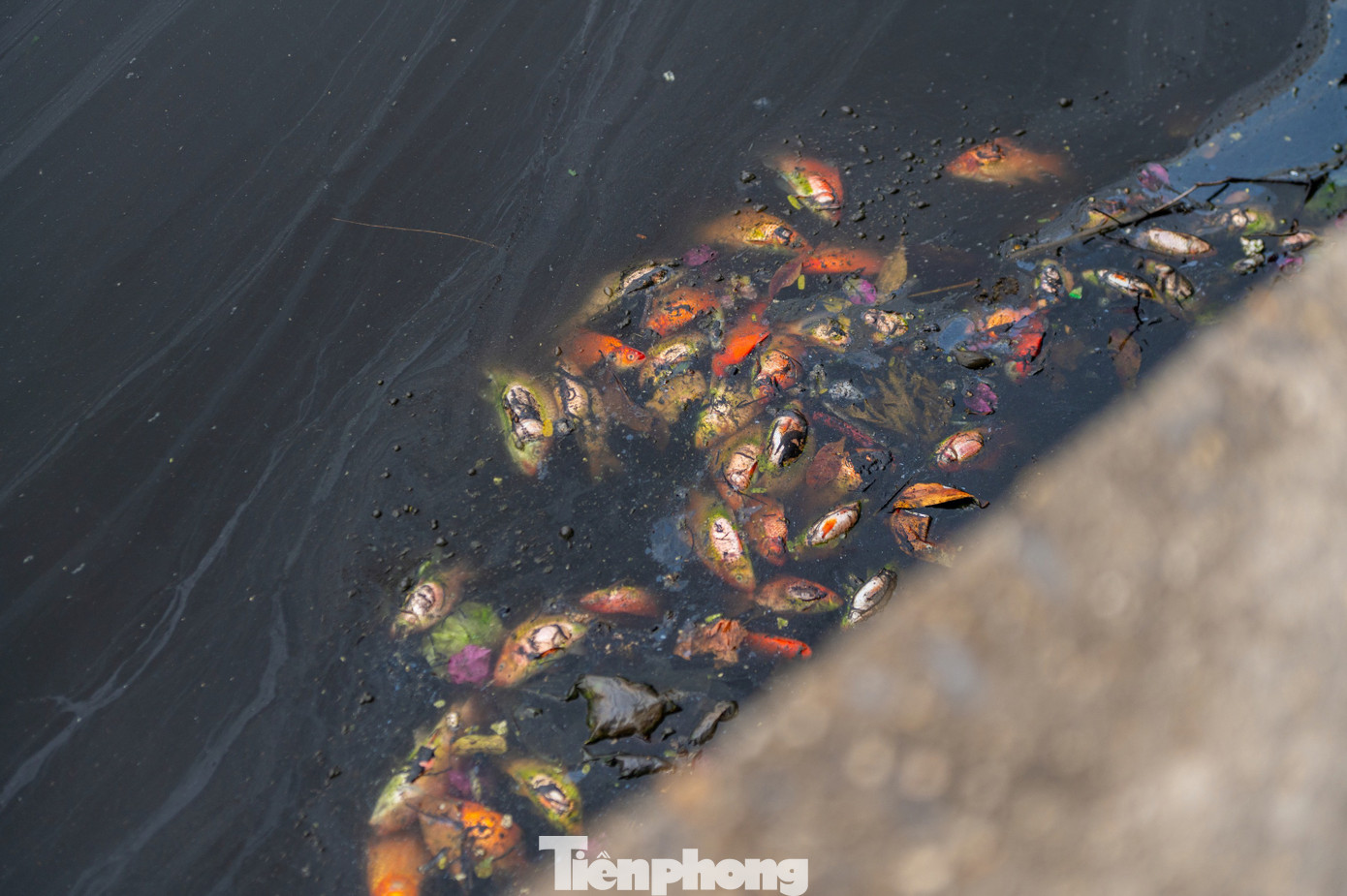 Hầu hết c&aacute; ch&eacute;p chết ngửa bụng sau 15 ph&uacute;t thả xuống hồ- Ảnh 4.