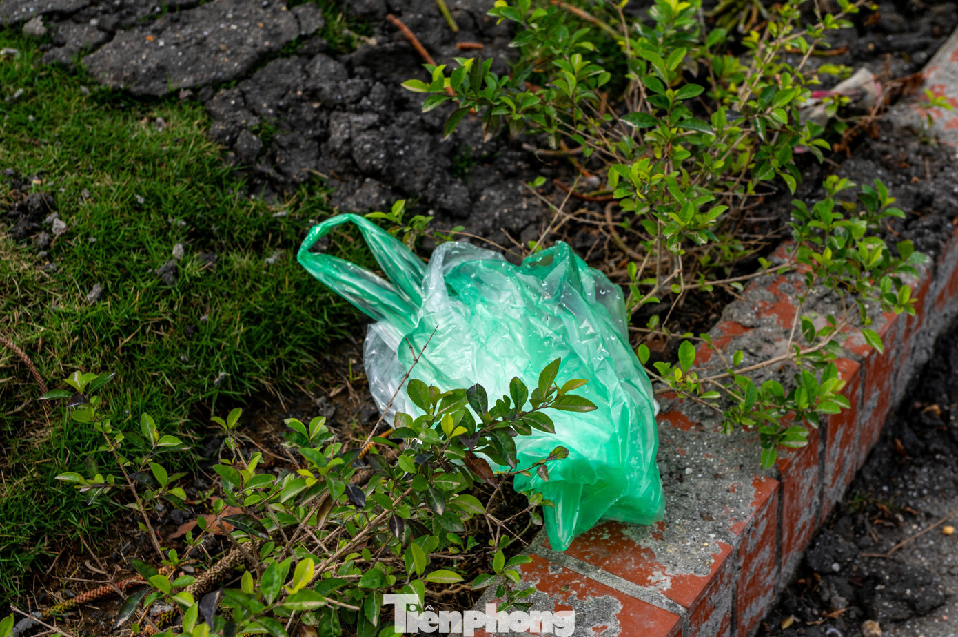 Hầu hết c&aacute; ch&eacute;p chết ngửa bụng sau 15 ph&uacute;t thả xuống hồ- Ảnh 6.