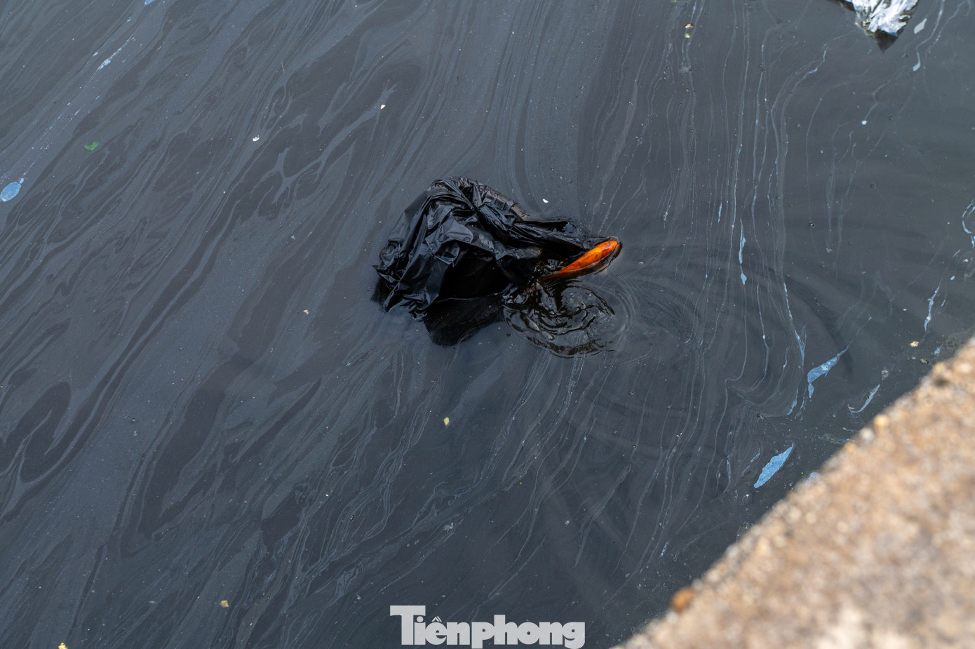 Hầu hết c&aacute; ch&eacute;p chết ngửa bụng sau 15 ph&uacute;t thả xuống hồ- Ảnh 8.