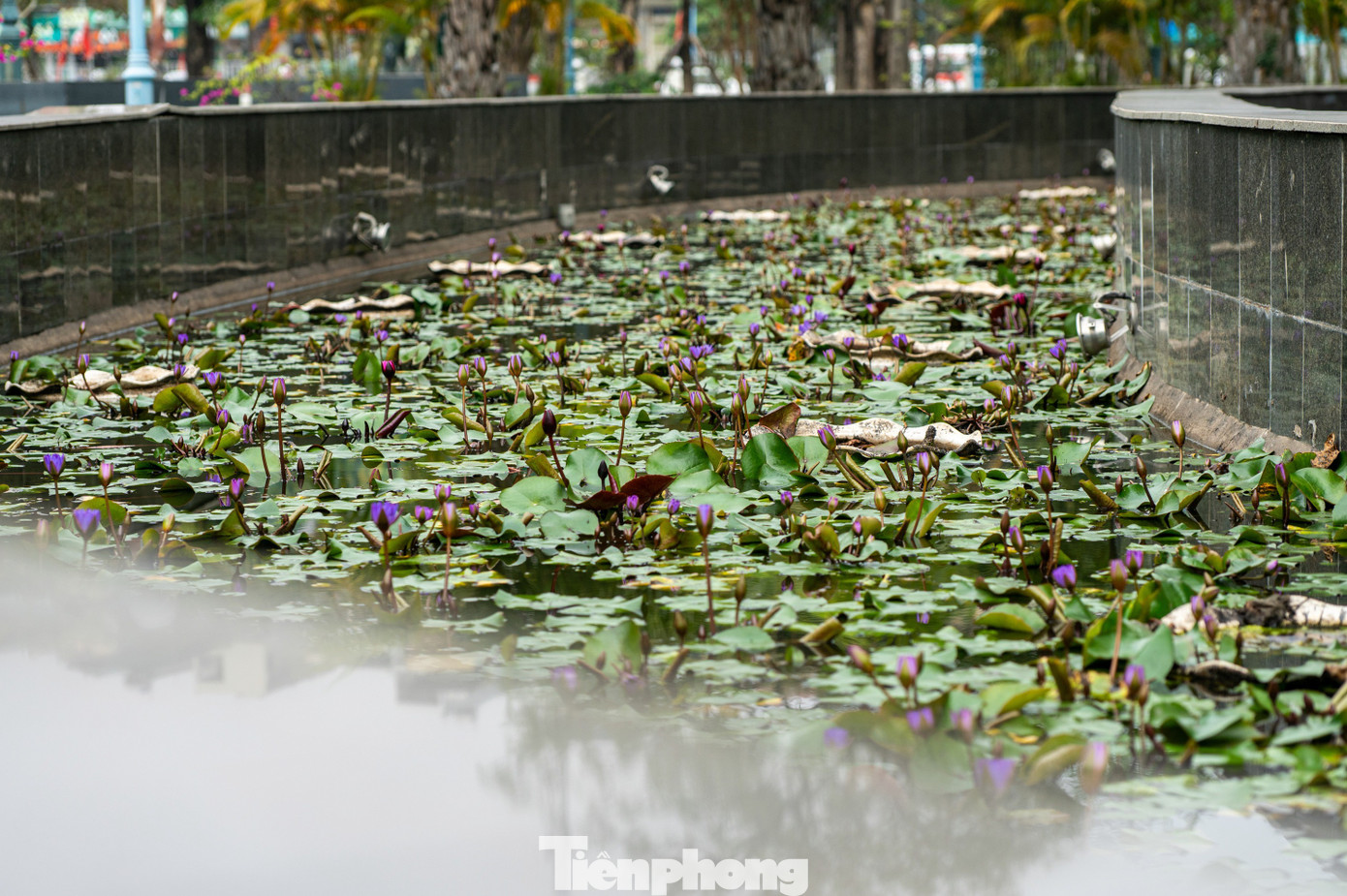 Hầu hết c&aacute; ch&eacute;p chết ngửa bụng sau 15 ph&uacute;t thả xuống hồ- Ảnh 12.