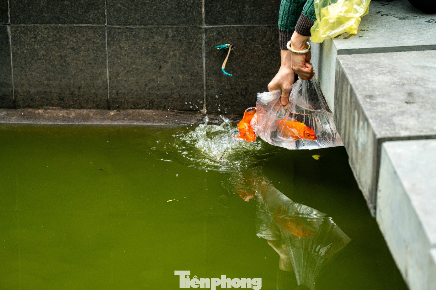 Hầu hết c&aacute; ch&eacute;p chết ngửa bụng sau 15 ph&uacute;t thả xuống hồ- Ảnh 14.
