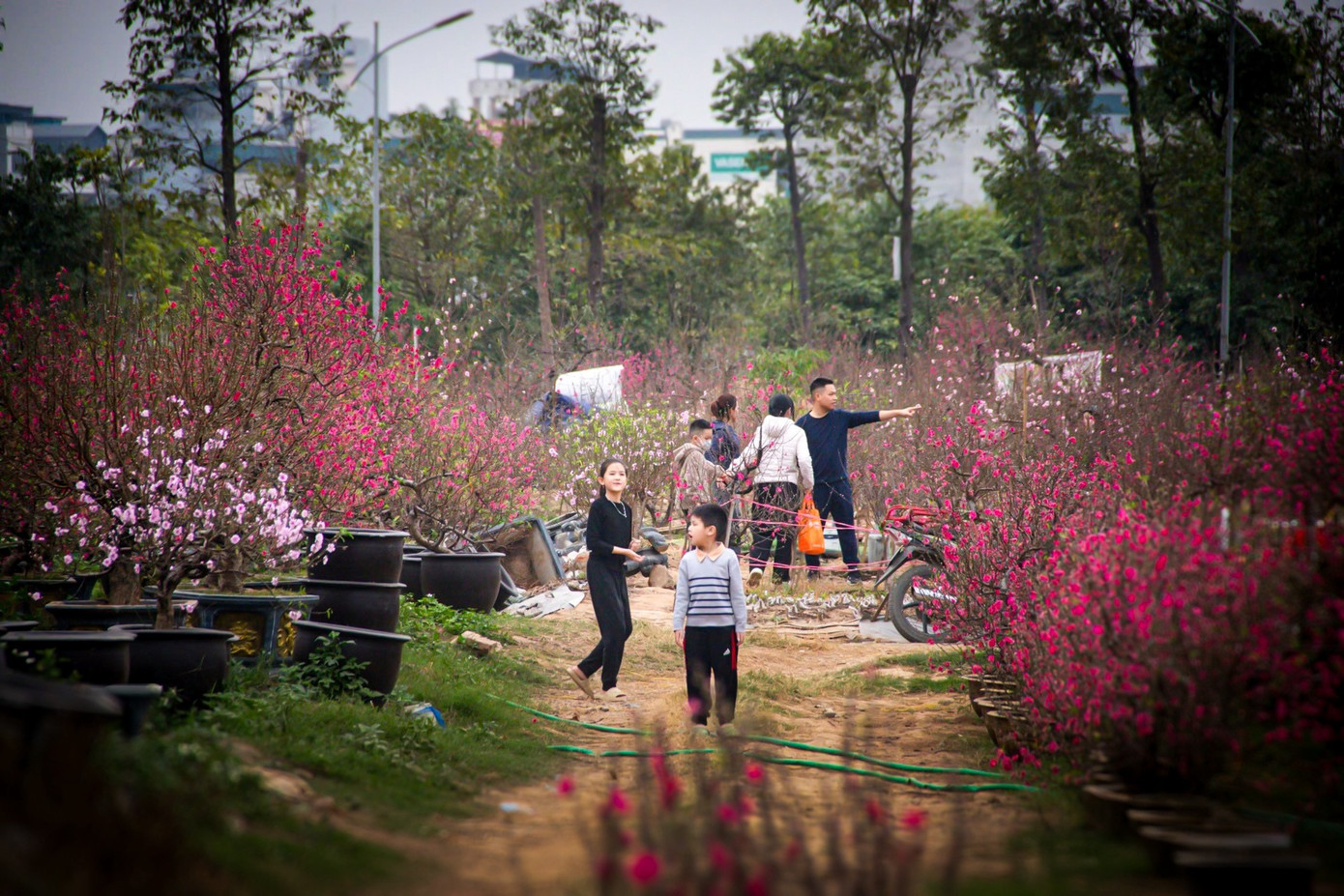 Thời tiết 'ép' đào nở sớm, nhà vườn xả hàng gỡ vốn như chiều 30 Tết- Ảnh 6.