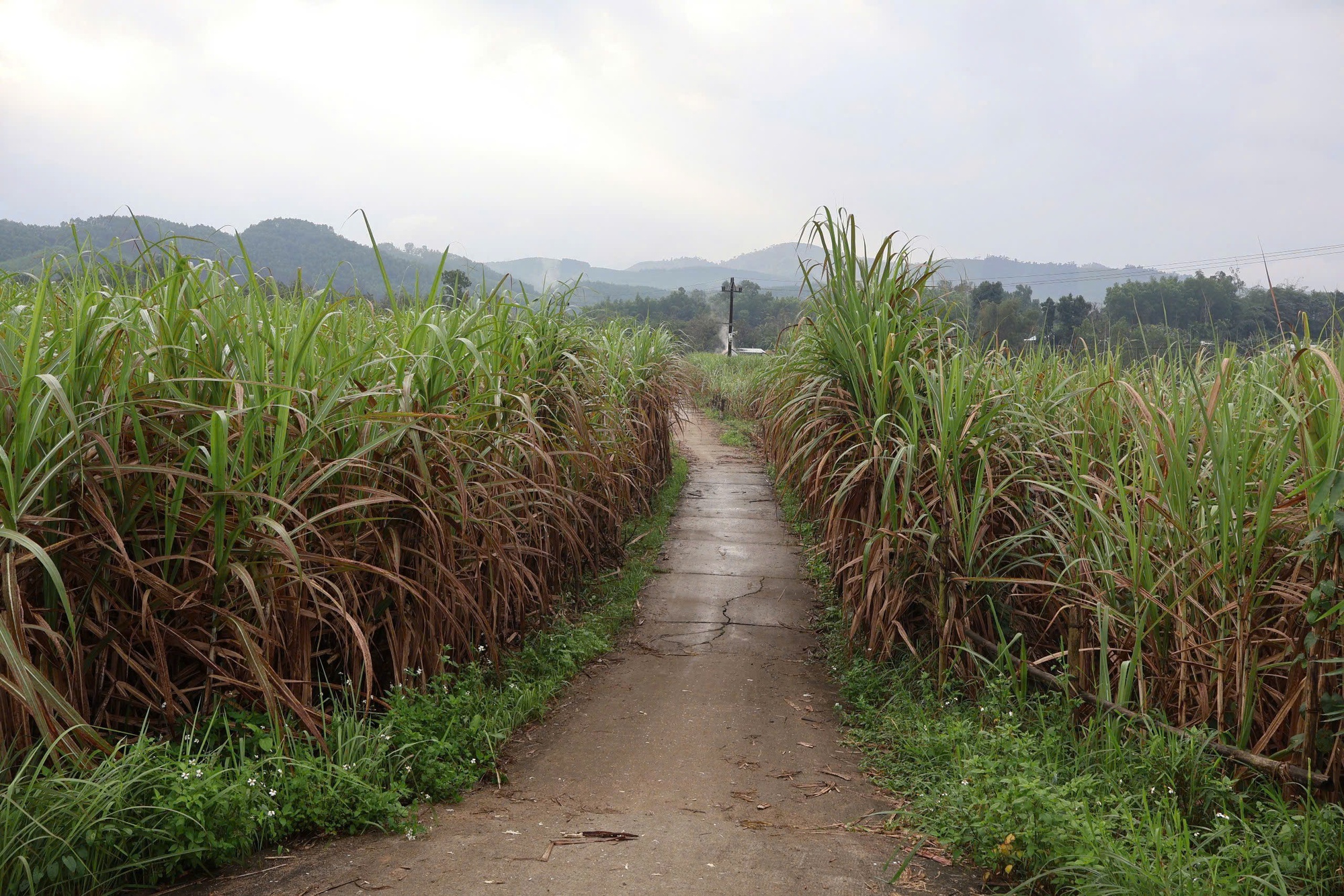 23 tháng Chạp, có một thứ ở Đà Nẵng phải nấu suốt đêm mới kịp dâng ông Táo- Ảnh 1.