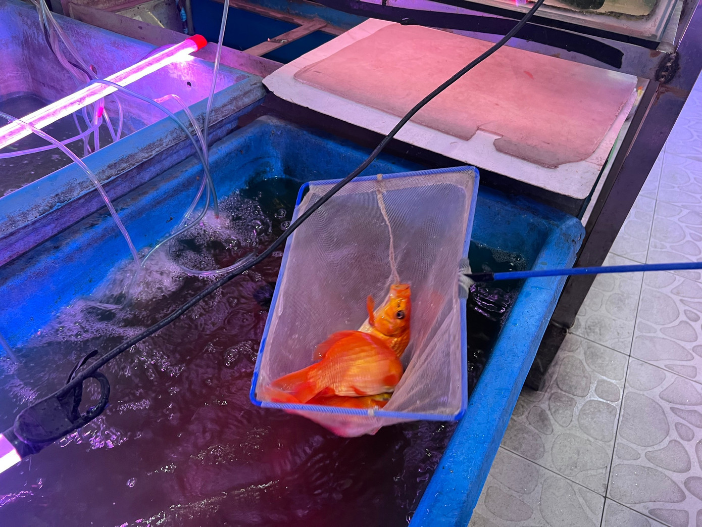 C&aacute; ch&eacute;p '2 &ocirc;ng 1 b&agrave;' ng&oacute;ng kh&aacute;ch- Ảnh 3.