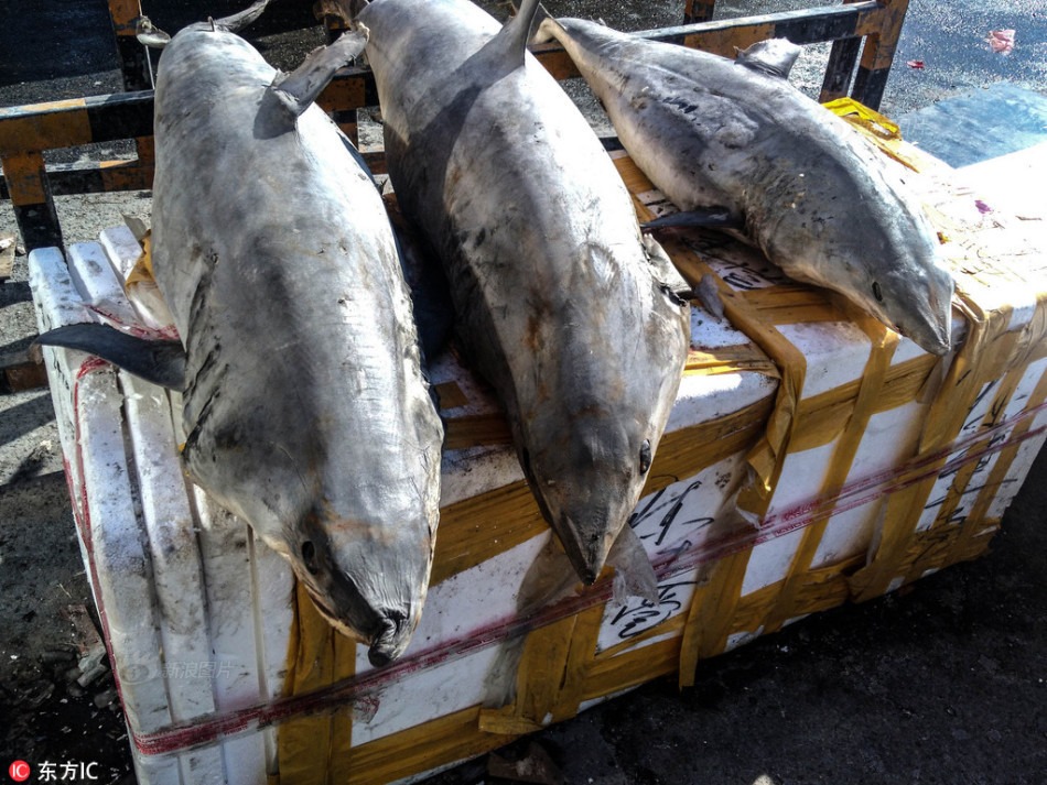 Top 6 lo&agrave;i c&aacute; chứa thủy ng&acirc;n nhiều nhất- Ảnh 3.