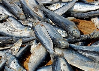 Top 6 lo&agrave;i c&aacute; chứa thủy ng&acirc;n nhiều nhất- Ảnh 7.