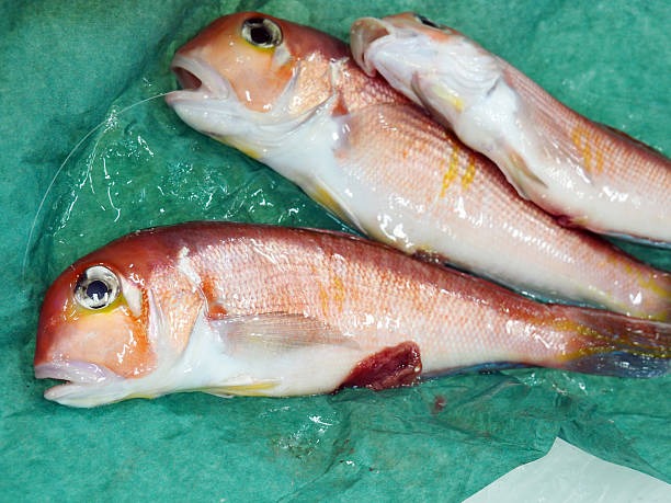 Top 6 lo&agrave;i c&aacute; chứa thủy ng&acirc;n nhiều nhất- Ảnh 2.