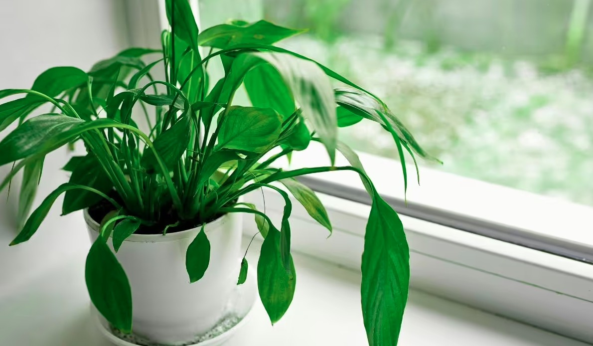 C&acirc;y lan &yacute; "rất th&iacute;ch" được đặt ở vị tr&iacute; n&agrave;y: L&agrave;m đ&uacute;ng th&igrave; hoa bung nở trắng muốt- Ảnh 1.