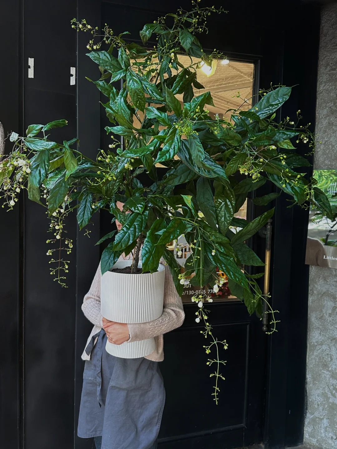 Loại hoa "thần ti&ecirc;n" đang g&acirc;y sốt dịp cận Tết: T&ecirc;n nghe đ&atilde; thấy gi&agrave;u sang, hoa rủ xuống như th&aacute;c đổ, ai nh&igrave;n cũng muốn "rinh" ngay về nh&agrave;- Ảnh 4.