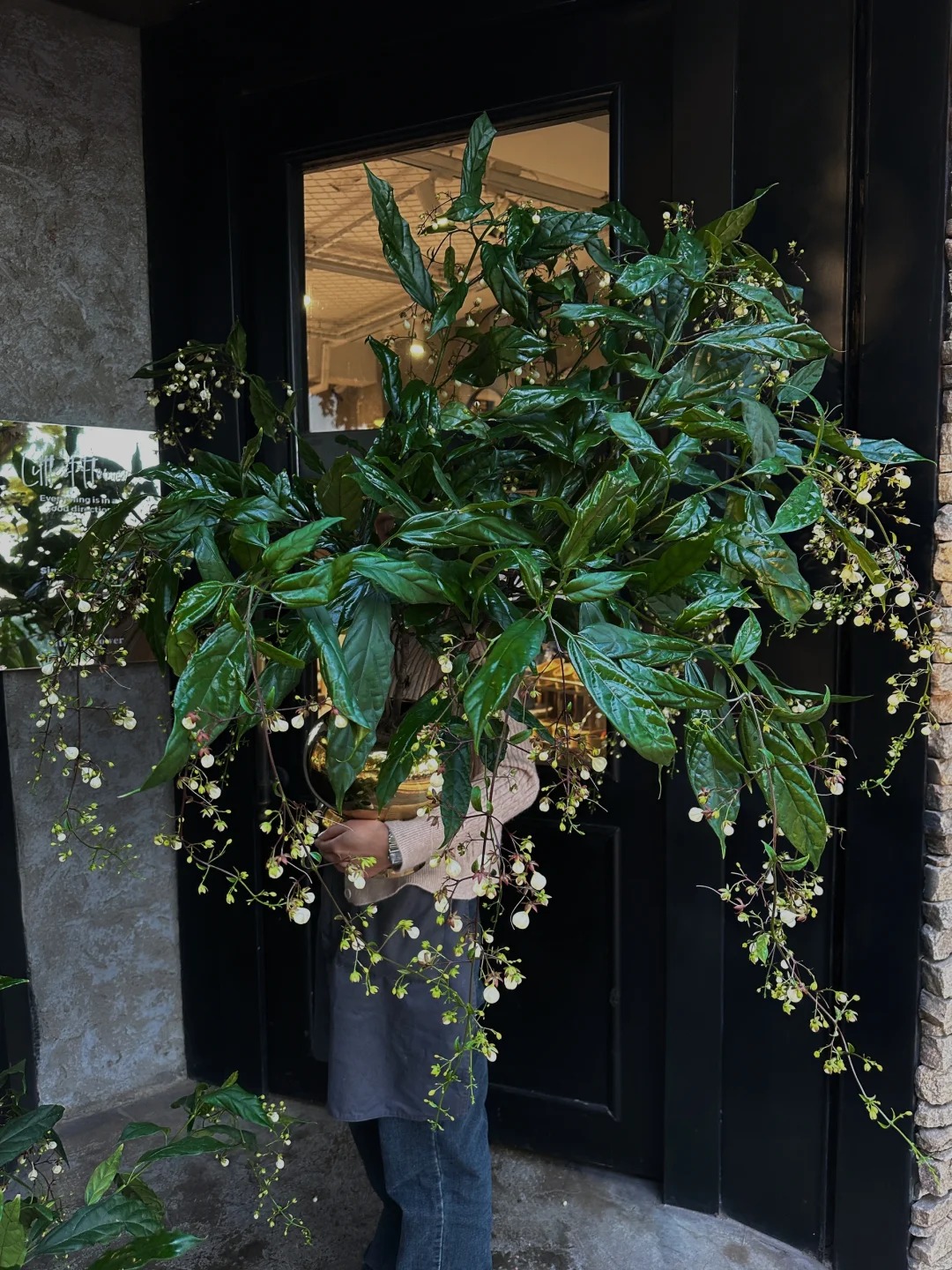 Loại hoa "thần ti&ecirc;n" đang g&acirc;y sốt dịp cận Tết: T&ecirc;n nghe đ&atilde; thấy gi&agrave;u sang, hoa rủ xuống như th&aacute;c đổ, ai nh&igrave;n cũng muốn "rinh" ngay về nh&agrave;- Ảnh 5.