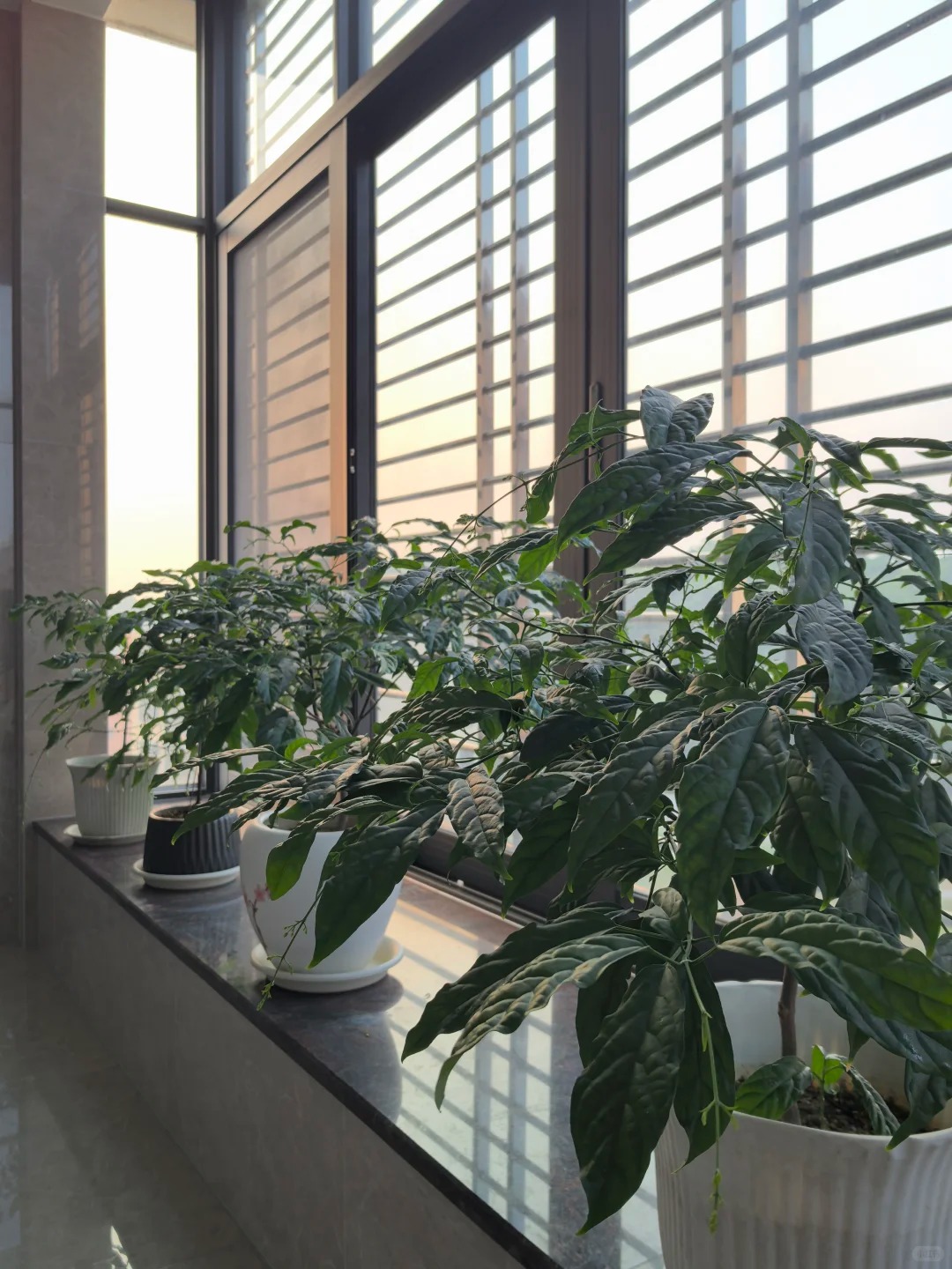 Loại hoa "thần ti&ecirc;n" đang g&acirc;y sốt dịp cận Tết: T&ecirc;n nghe đ&atilde; thấy gi&agrave;u sang, hoa rủ xuống như th&aacute;c đổ, ai nh&igrave;n cũng muốn "rinh" ngay về nh&agrave;- Ảnh 7.