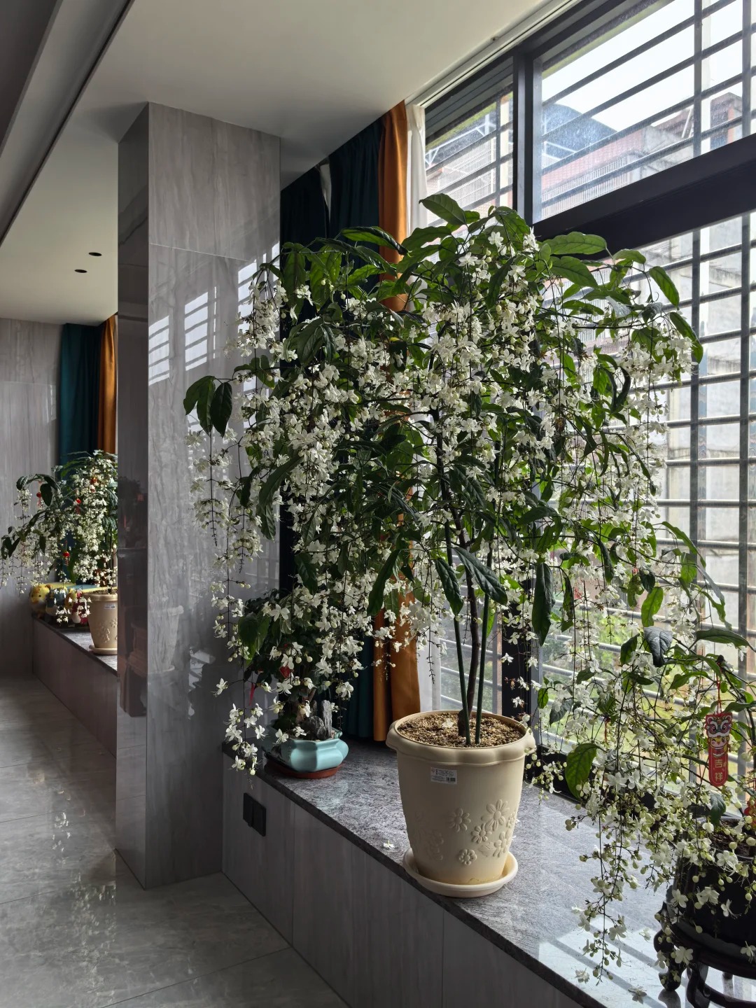 Loại hoa "thần ti&ecirc;n" đang g&acirc;y sốt dịp cận Tết: T&ecirc;n nghe đ&atilde; thấy gi&agrave;u sang, hoa rủ xuống như th&aacute;c đổ, ai nh&igrave;n cũng muốn "rinh" ngay về nh&agrave;- Ảnh 9.