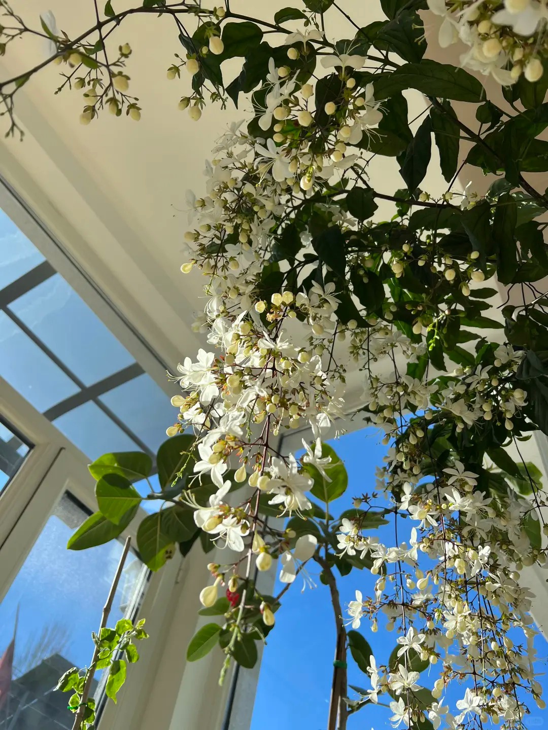 Loại hoa "thần ti&ecirc;n" đang g&acirc;y sốt dịp cận Tết: T&ecirc;n nghe đ&atilde; thấy gi&agrave;u sang, hoa rủ xuống như th&aacute;c đổ, ai nh&igrave;n cũng muốn "rinh" ngay về nh&agrave;- Ảnh 10.