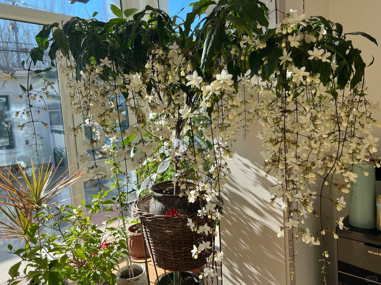 Loại hoa "thần ti&ecirc;n" đang g&acirc;y sốt dịp cận Tết: T&ecirc;n nghe đ&atilde; thấy gi&agrave;u sang, hoa rủ xuống như th&aacute;c đổ, ai nh&igrave;n cũng muốn "rinh" ngay về nh&agrave;- Ảnh 11.